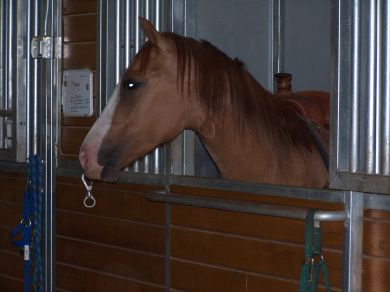 Running D Ranch Stall Bedding