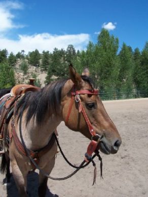 Building The Horse Of A LifetimeTM Headstall