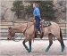 Riding The Horse of A Lifetime� Clinic - October 2-3, Running D Ranch