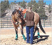 10 Minute Horse Training