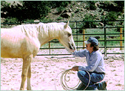 Round Pen Training